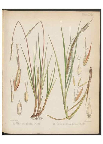 Reproducción/Reproduction 32985898741: The botany of the Antarctic voyage of H.M. discovery ships Erebus and Terror in the Years 1839-1843. London :Reeve Brothers,1844-1860.