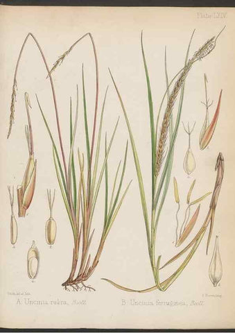 Reproducción/Reproduction 32985898741: The botany of the Antarctic voyage of H.M. discovery ships Erebus and Terror in the Years 1839-1843. London :Reeve Brothers,1844-1860.