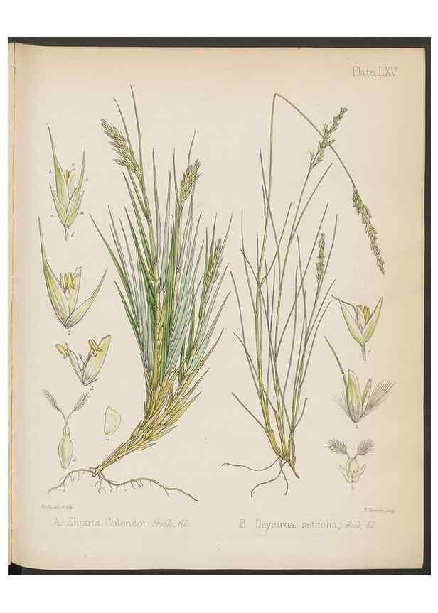 Reproducción/Reproduction 32985900881: The botany of the Antarctic voyage of H.M. discovery ships Erebus and Terror in the Years 1839-1843. London :Reeve Brothers,1844-1860.