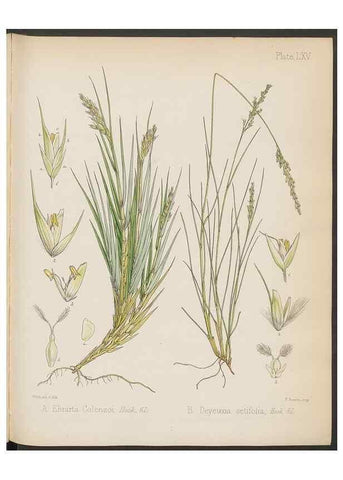 Reproducción/Reproduction 32985900881: The botany of the Antarctic voyage of H.M. discovery ships Erebus and Terror in the Years 1839-1843. London :Reeve Brothers,1844-1860.