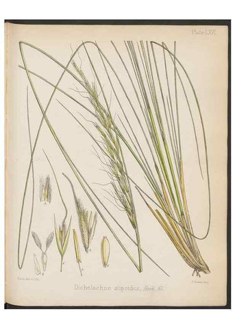 Reproducción/Reproduction 32956488792: The botany of the Antarctic voyage of H.M. discovery ships Erebus and Terror in the Years 1839-1843. London :Reeve Brothers,1844-1860.