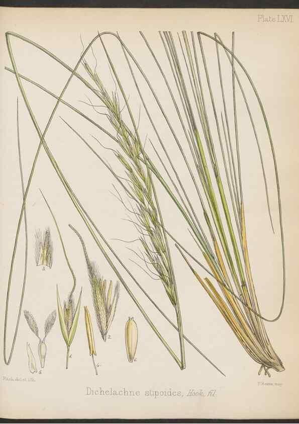 Reproducción/Reproduction 32956488792: The botany of the Antarctic voyage of H.M. discovery ships Erebus and Terror in the Years 1839-1843. London :Reeve Brothers,1844-1860.