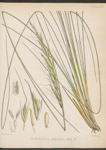 Reproducción/Reproduction 32956488792: The botany of the Antarctic voyage of H.M. discovery ships Erebus and Terror in the Years 1839-1843. London :Reeve Brothers,1844-1860.