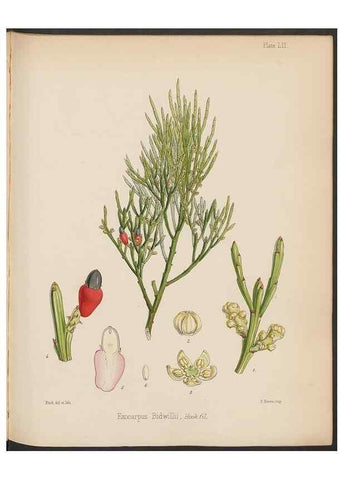Reproducción/Reproduction 32730323510: The botany of the Antarctic voyage of H.M. discovery ships Erebus and Terror in the Years 1839-1843. London :Reeve Brothers,1844-1860.