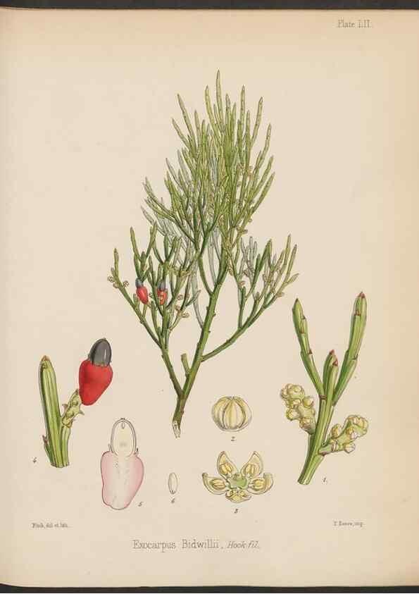 Reproducción/Reproduction 32730323510: The botany of the Antarctic voyage of H.M. discovery ships Erebus and Terror in the Years 1839-1843. London :Reeve Brothers,1844-1860.