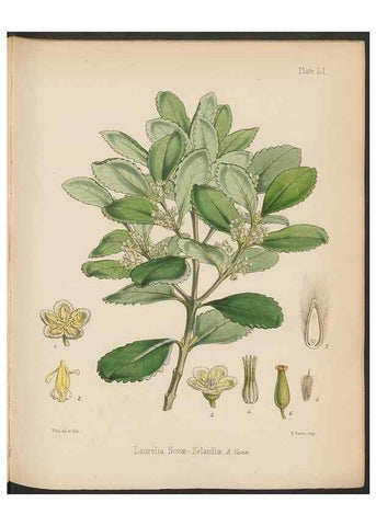 Reproducción/Reproduction 32730322500: The botany of the Antarctic voyage of H.M. discovery ships Erebus and Terror in the Years 1839-1843. London :Reeve Brothers,1844-1860.