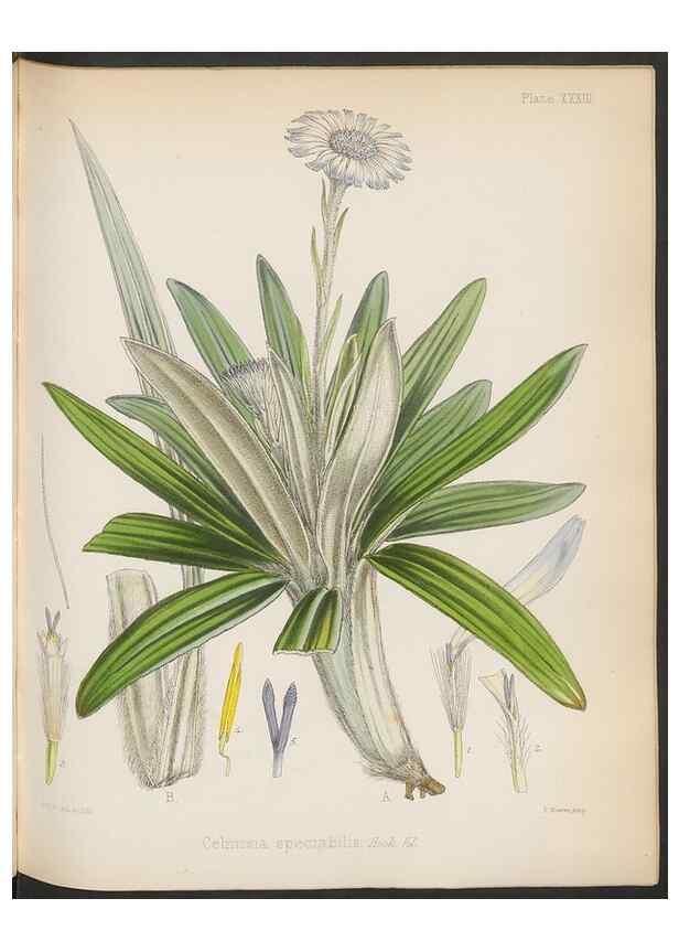 Reproducción/Reproduction 32985847251: The botany of the Antarctic voyage of H.M. discovery ships Erebus and Terror in the Years 1839-1843. London :Reeve Brothers,1844-1860.