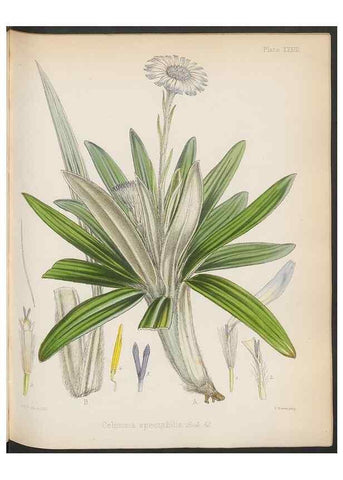 Reproducción/Reproduction 32985847251: The botany of the Antarctic voyage of H.M. discovery ships Erebus and Terror in the Years 1839-1843. London :Reeve Brothers,1844-1860.
