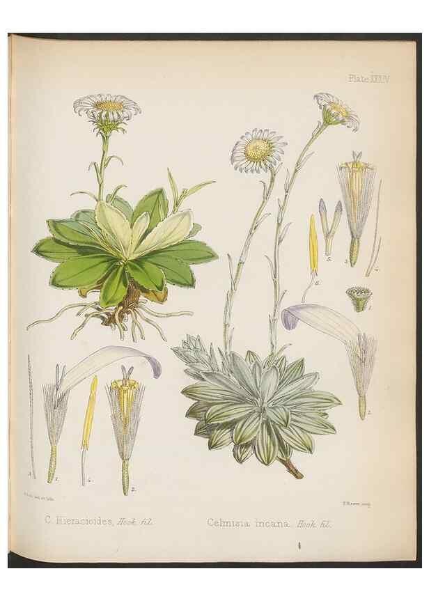 Reproducción/Reproduction 32985848451: The botany of the Antarctic voyage of H.M. discovery ships Erebus and Terror in the Years 1839-1843. London :Reeve Brothers,1844-1860.