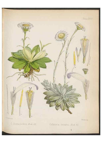 Reproducción/Reproduction 32985848451: The botany of the Antarctic voyage of H.M. discovery ships Erebus and Terror in the Years 1839-1843. London :Reeve Brothers,1844-1860.