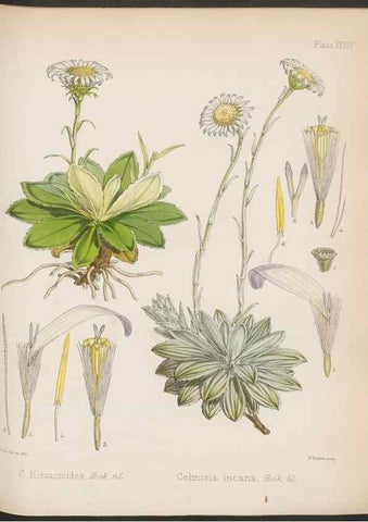 Reproducción/Reproduction 32985848451: The botany of the Antarctic voyage of H.M. discovery ships Erebus and Terror in the Years 1839-1843. London :Reeve Brothers,1844-1860.