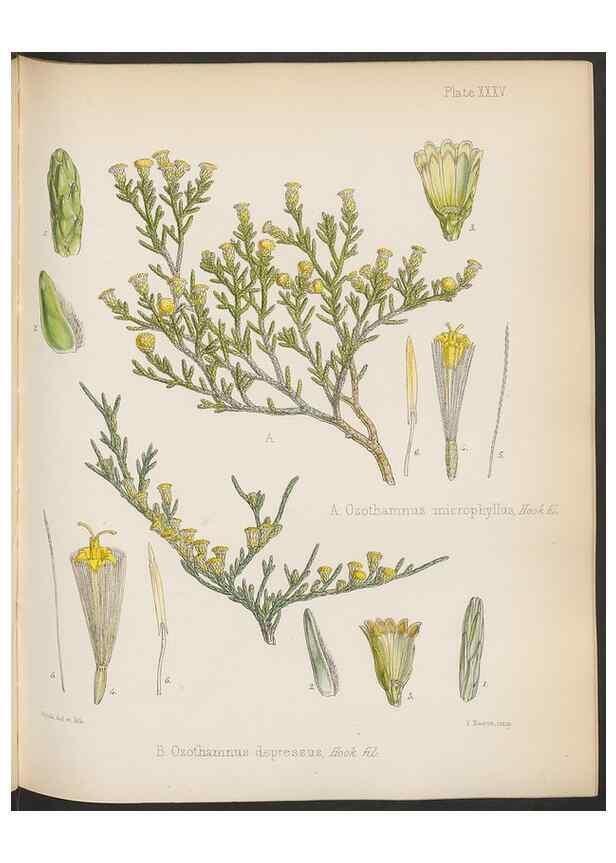 Reproducción/Reproduction 32985849261: The botany of the Antarctic voyage of H.M. discovery ships Erebus and Terror in the Years 1839-1843. London :Reeve Brothers,1844-1860.