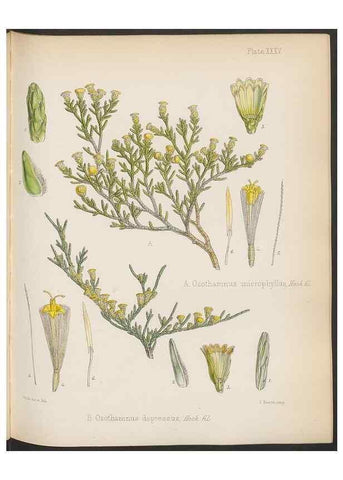 Reproducción/Reproduction 32985849261: The botany of the Antarctic voyage of H.M. discovery ships Erebus and Terror in the Years 1839-1843. London :Reeve Brothers,1844-1860.