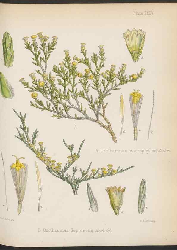 Reproducción/Reproduction 32985849261: The botany of the Antarctic voyage of H.M. discovery ships Erebus and Terror in the Years 1839-1843. London :Reeve Brothers,1844-1860.