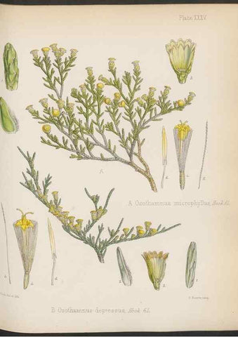 Reproducción/Reproduction 32985849261: The botany of the Antarctic voyage of H.M. discovery ships Erebus and Terror in the Years 1839-1843. London :Reeve Brothers,1844-1860.