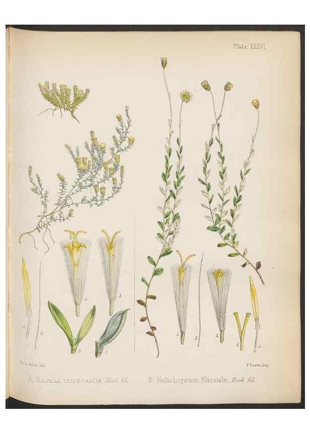 Reproducción/Reproduction 32985849881: The botany of the Antarctic voyage of H.M. discovery ships Erebus and Terror in the Years 1839-1843. London :Reeve Brothers,1844-1860.