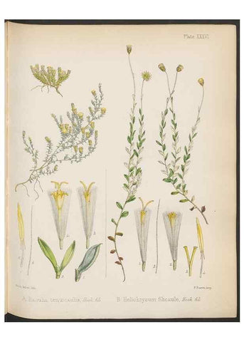 Reproducción/Reproduction 32985849881: The botany of the Antarctic voyage of H.M. discovery ships Erebus and Terror in the Years 1839-1843. London :Reeve Brothers,1844-1860.