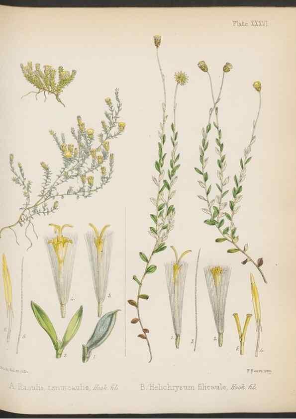 Reproducción/Reproduction 32985849881: The botany of the Antarctic voyage of H.M. discovery ships Erebus and Terror in the Years 1839-1843. London :Reeve Brothers,1844-1860.