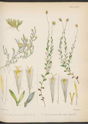 Reproducción/Reproduction 32985849881: The botany of the Antarctic voyage of H.M. discovery ships Erebus and Terror in the Years 1839-1843. London :Reeve Brothers,1844-1860.