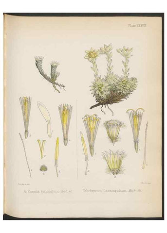 Reproducción/Reproduction 32730301770: The botany of the Antarctic voyage of H.M. discovery ships Erebus and Terror in the Years 1839-1843. London :Reeve Brothers,1844-1860.