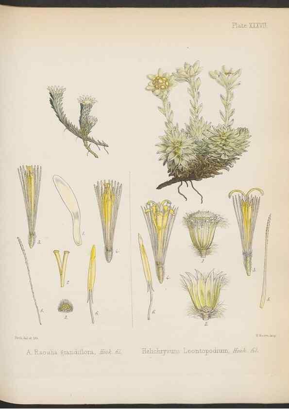 Reproducción/Reproduction 32730301770: The botany of the Antarctic voyage of H.M. discovery ships Erebus and Terror in the Years 1839-1843. London :Reeve Brothers,1844-1860.