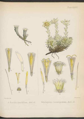 Reproducción/Reproduction 32730301770: The botany of the Antarctic voyage of H.M. discovery ships Erebus and Terror in the Years 1839-1843. London :Reeve Brothers,1844-1860.