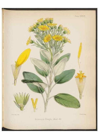 Reproducción/Reproduction 32730303500: The botany of the Antarctic voyage of H.M. discovery ships Erebus and Terror in the Years 1839-1843. London :Reeve Brothers,1844-1860.
