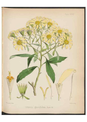 Reproducción/Reproduction 32730305340: The botany of the Antarctic voyage of H.M. discovery ships Erebus and Terror in the Years 1839-1843. London :Reeve Brothers,1844-1860.