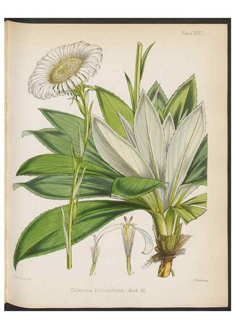 Reproducción/Reproduction 32985844111: The botany of the Antarctic voyage of H.M. discovery ships Erebus and Terror in the Years 1839-1843. London :Reeve Brothers,1844-1860.