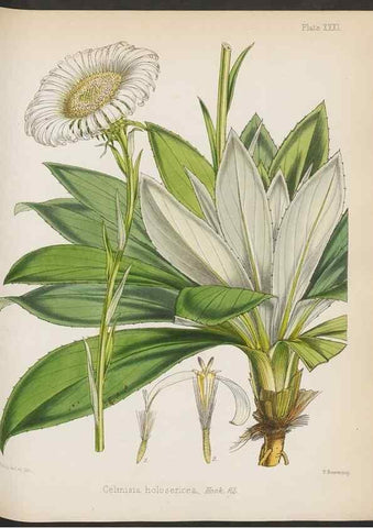 Reproducción/Reproduction 32985844111: The botany of the Antarctic voyage of H.M. discovery ships Erebus and Terror in the Years 1839-1843. London :Reeve Brothers,1844-1860.