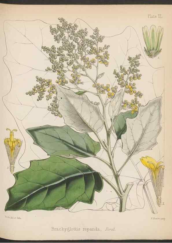 Reproducción/Reproduction 32730307080: The botany of the Antarctic voyage of H.M. discovery ships Erebus and Terror in the Years 1839-1843. London :Reeve Brothers,1844-1860.