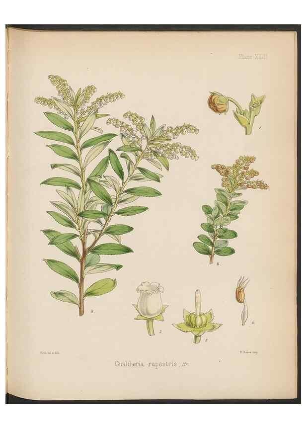 Reproducción/Reproduction 32730311020: The botany of the Antarctic voyage of H.M. discovery ships Erebus and Terror in the Years 1839-1843. London :Reeve Brothers,1844-1860.