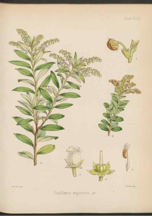 Reproducción/Reproduction 32730311020: The botany of the Antarctic voyage of H.M. discovery ships Erebus and Terror in the Years 1839-1843. London :Reeve Brothers,1844-1860.