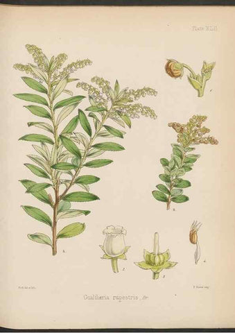 Reproducción/Reproduction 32730311020: The botany of the Antarctic voyage of H.M. discovery ships Erebus and Terror in the Years 1839-1843. London :Reeve Brothers,1844-1860.