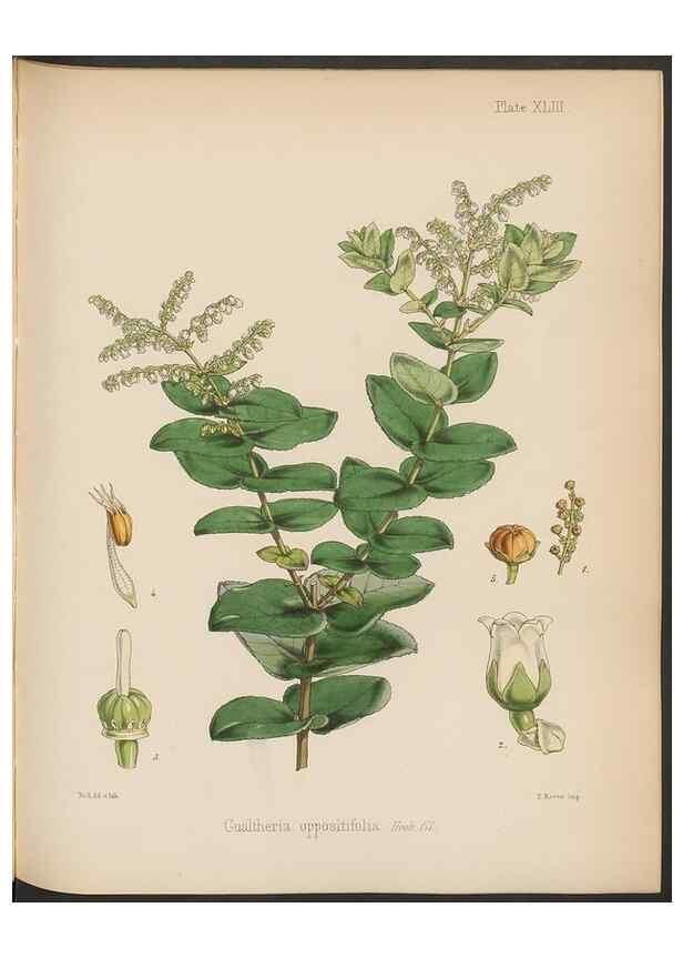 Reproducción/Reproduction 32730313180: The botany of the Antarctic voyage of H.M. discovery ships Erebus and Terror in the Years 1839-1843. London :Reeve Brothers,1844-1860.