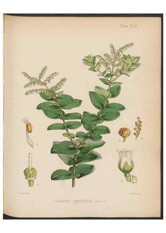 Reproducción/Reproduction 32730313180: The botany of the Antarctic voyage of H.M. discovery ships Erebus and Terror in the Years 1839-1843. London :Reeve Brothers,1844-1860.