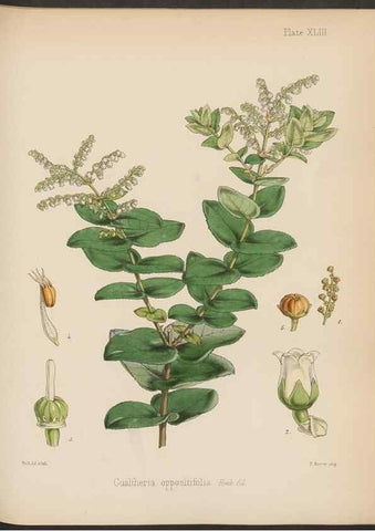 Reproducción/Reproduction 32730313180: The botany of the Antarctic voyage of H.M. discovery ships Erebus and Terror in the Years 1839-1843. London :Reeve Brothers,1844-1860.