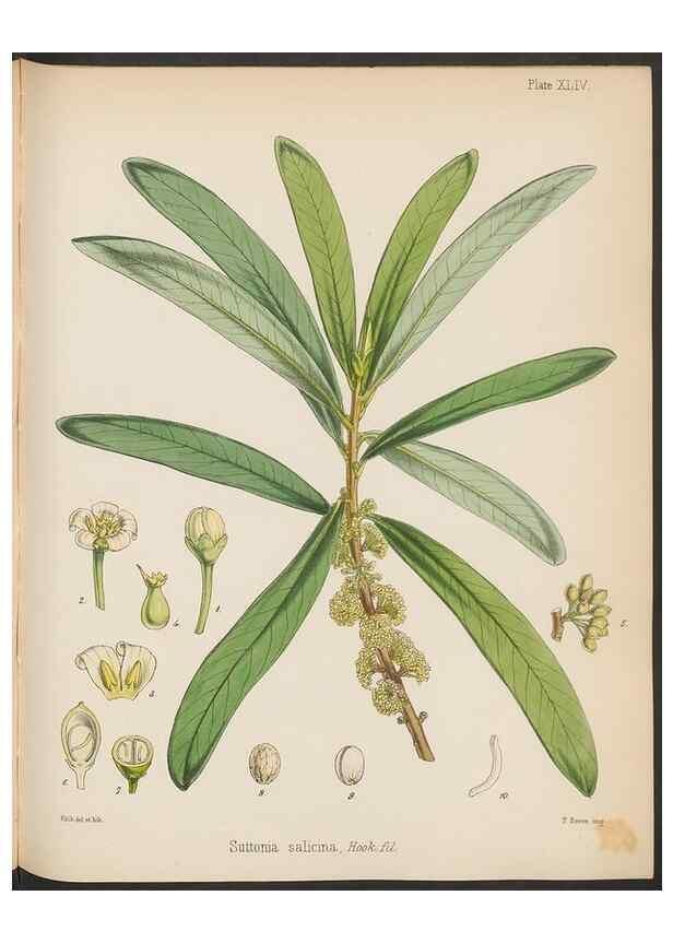 Reproducción/Reproduction 32956446482: The botany of the Antarctic voyage of H.M. discovery ships Erebus and Terror in the Years 1839-1843. London :Reeve Brothers,1844-1860.