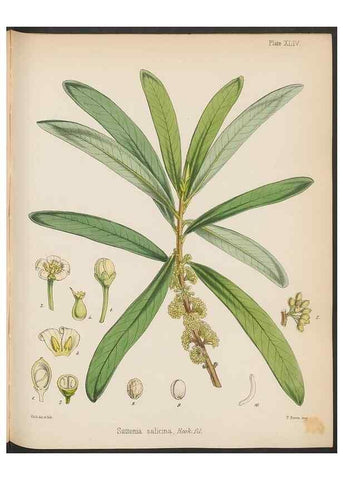 Reproducción/Reproduction 32956446482: The botany of the Antarctic voyage of H.M. discovery ships Erebus and Terror in the Years 1839-1843. London :Reeve Brothers,1844-1860.