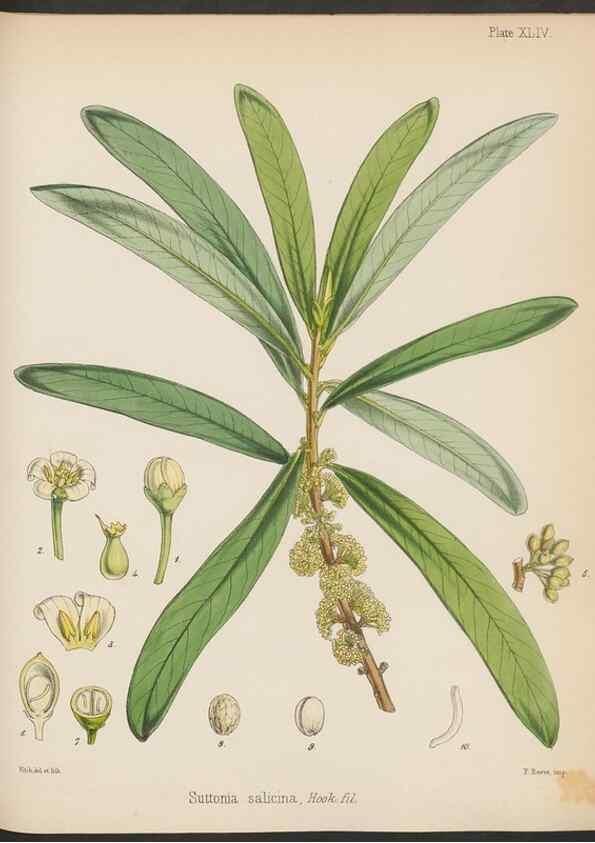 Reproducción/Reproduction 32956446482: The botany of the Antarctic voyage of H.M. discovery ships Erebus and Terror in the Years 1839-1843. London :Reeve Brothers,1844-1860.