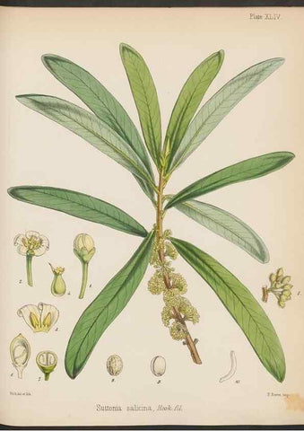 Reproducción/Reproduction 32956446482: The botany of the Antarctic voyage of H.M. discovery ships Erebus and Terror in the Years 1839-1843. London :Reeve Brothers,1844-1860.