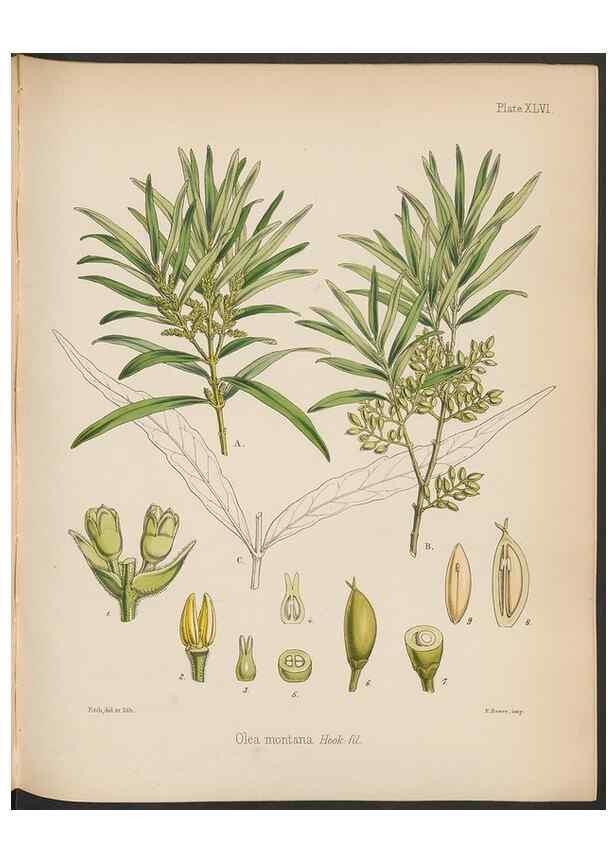 Reproducción/Reproduction 32730317690: The botany of the Antarctic voyage of H.M. discovery ships Erebus and Terror in the Years 1839-1843. London :Reeve Brothers,1844-1860.