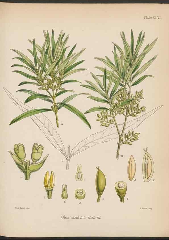 Reproducción/Reproduction 32730317690: The botany of the Antarctic voyage of H.M. discovery ships Erebus and Terror in the Years 1839-1843. London :Reeve Brothers,1844-1860.