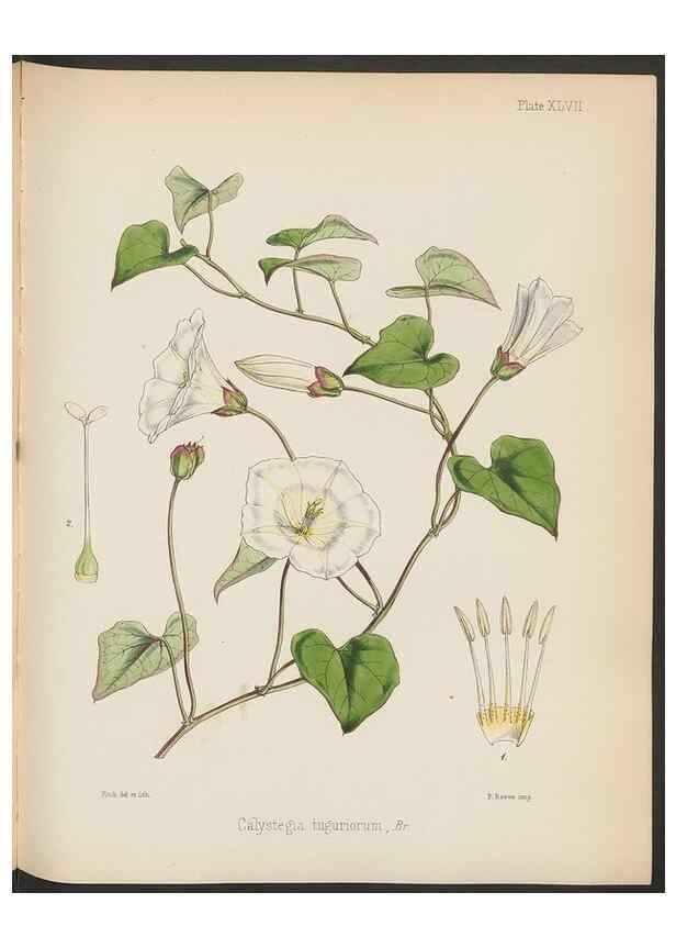 Reproducción/Reproduction 32956453782: The botany of the Antarctic voyage of H.M. discovery ships Erebus and Terror in the Years 1839-1843. London :Reeve Brothers,1844-1860.