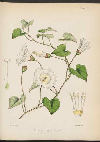 Reproducción/Reproduction 32956453782: The botany of the Antarctic voyage of H.M. discovery ships Erebus and Terror in the Years 1839-1843. London :Reeve Brothers,1844-1860.