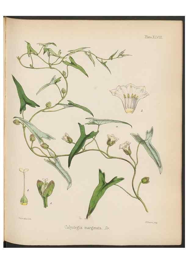 Reproducción/Reproduction 32956456022: The botany of the Antarctic voyage of H.M. discovery ships Erebus and Terror in the Years 1839-1843. London :Reeve Brothers,1844-1860.