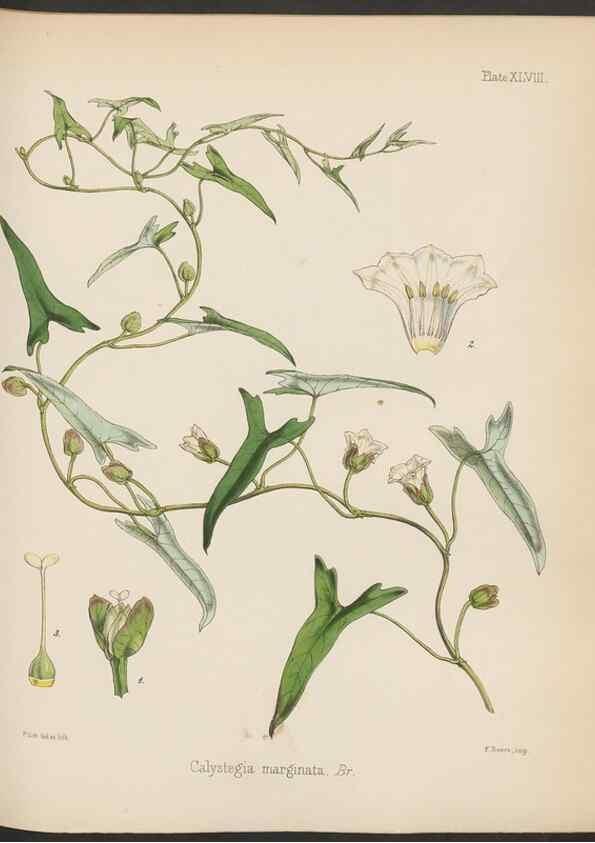 Reproducción/Reproduction 32956456022: The botany of the Antarctic voyage of H.M. discovery ships Erebus and Terror in the Years 1839-1843. London :Reeve Brothers,1844-1860.