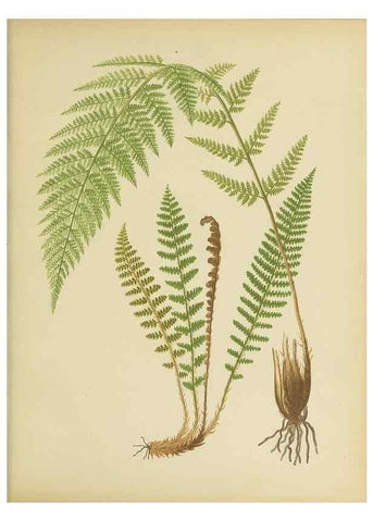 Reproducción/Reproduction 32037091736: Beautiful ferns from original water-color drawings after nature /. Troy, N.Y. :Nims and Knight,1887 [©1885]