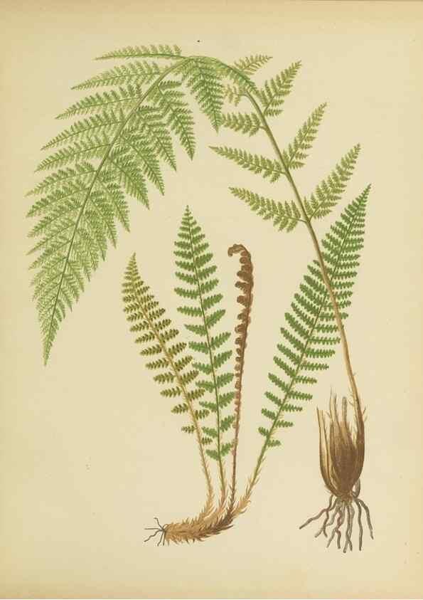 Reproducción/Reproduction 32037091736: Beautiful ferns from original water-color drawings after nature /. Troy, N.Y. :Nims and Knight,1887 [©1885]