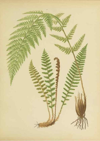 Reproducción/Reproduction 32037091736: Beautiful ferns from original water-color drawings after nature /. Troy, N.Y. :Nims and Knight,1887 [©1885]